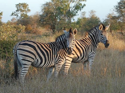 Sabi Sands & Kruger National Park
