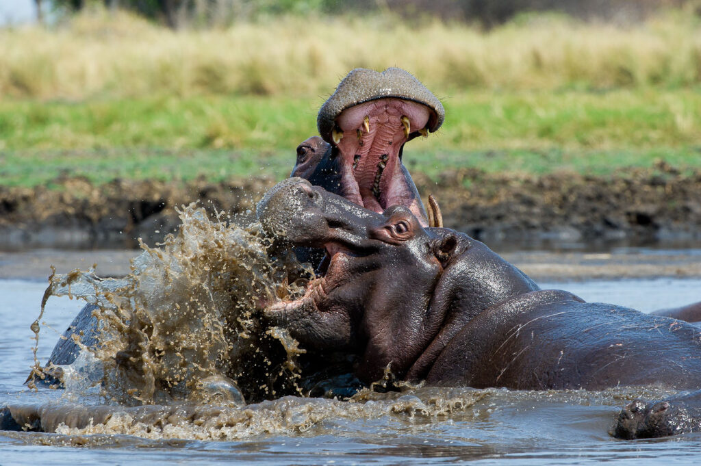 Busanga-Bush-Camp-Hippo