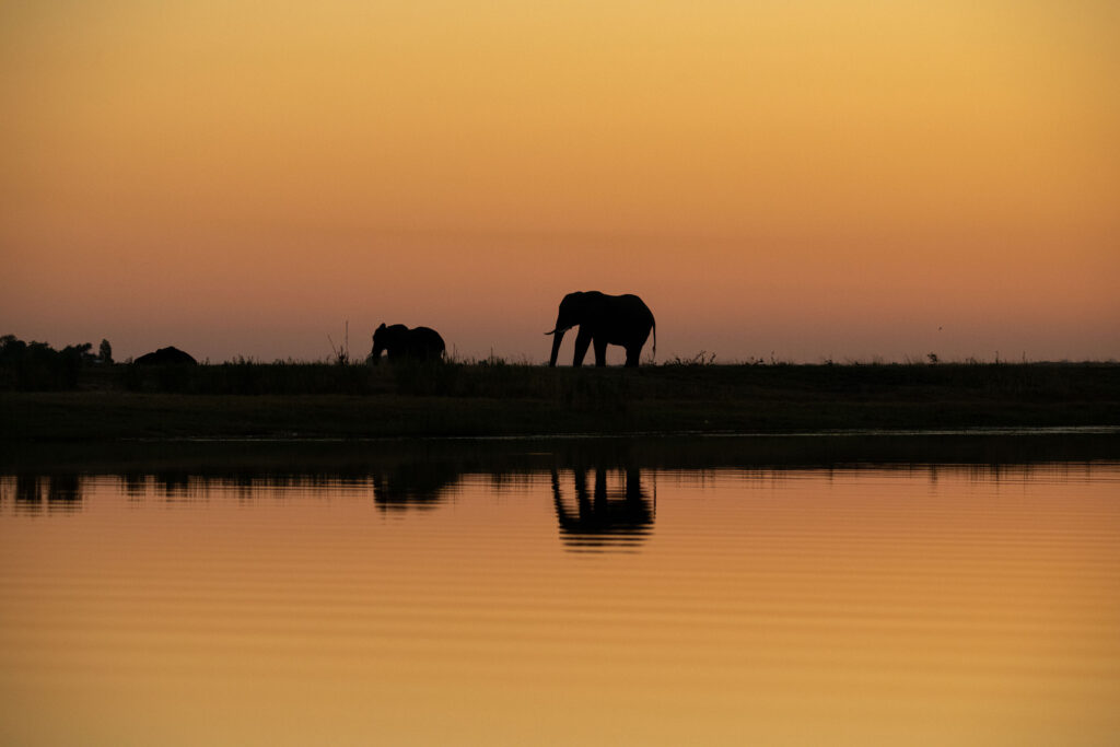 zambezi-queen-elephant-at-dusk